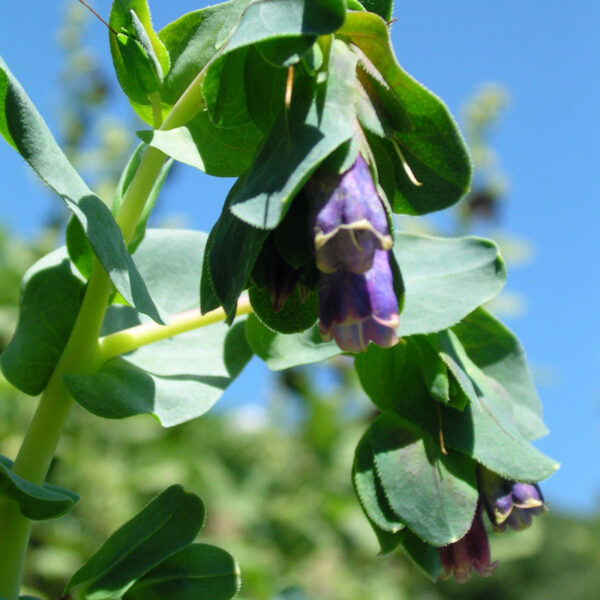 Grand melinet Grand melinet