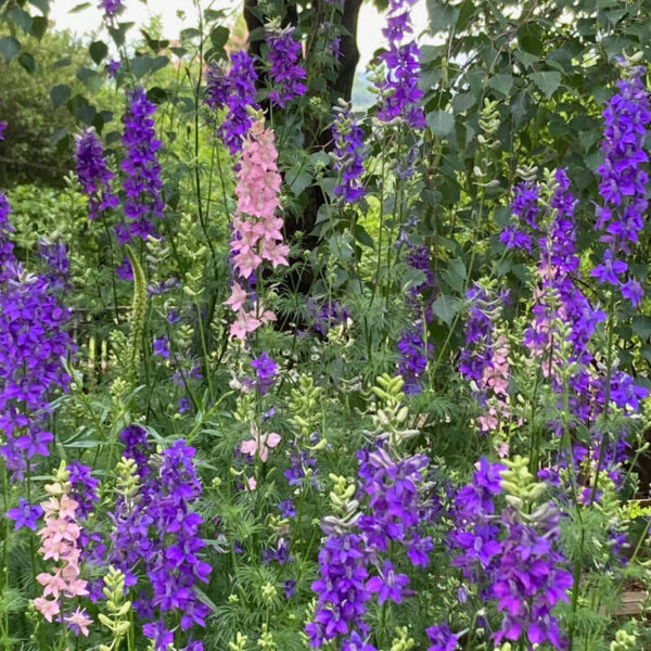 Pied d alouette Pied d alouette