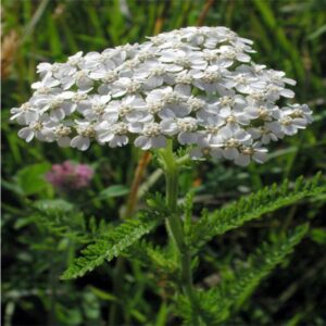 Achillée millefeuille