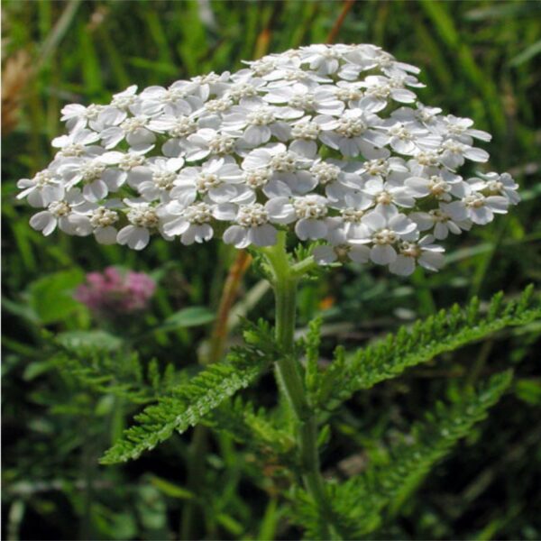 Achillée millefeuille