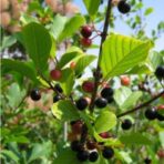 Baies de Nerprun - 100g