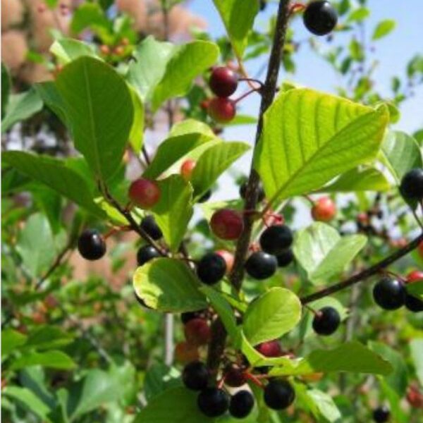 Baies de nerprun - 100g Baies de Nerprun - 100g