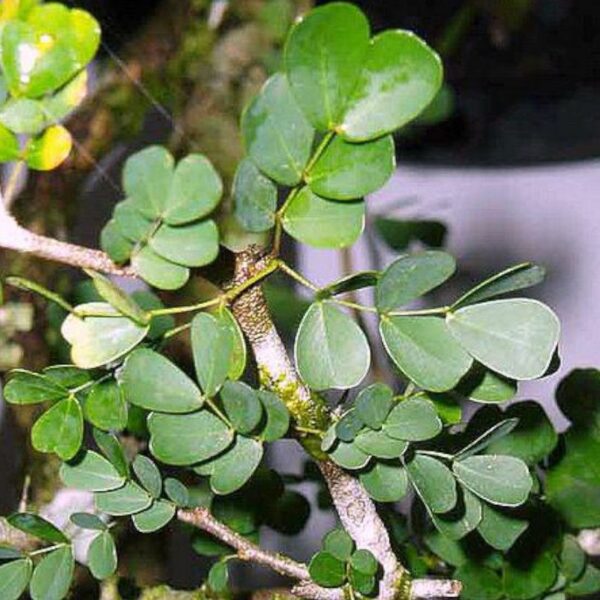 Bois de campêche Bois de Campêche