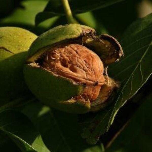 Brou de noix poudre - 200g Brou de noix poudre - 200g