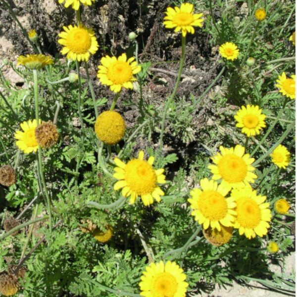 Camomille des teinturiers Camomille des teinturiers