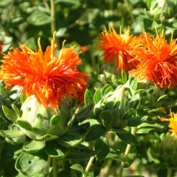 Carthame des teinturiers