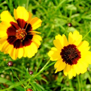 Coriope des teinturiers