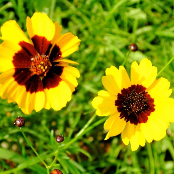 Coriope des teinturiers Coriope des teinturiers