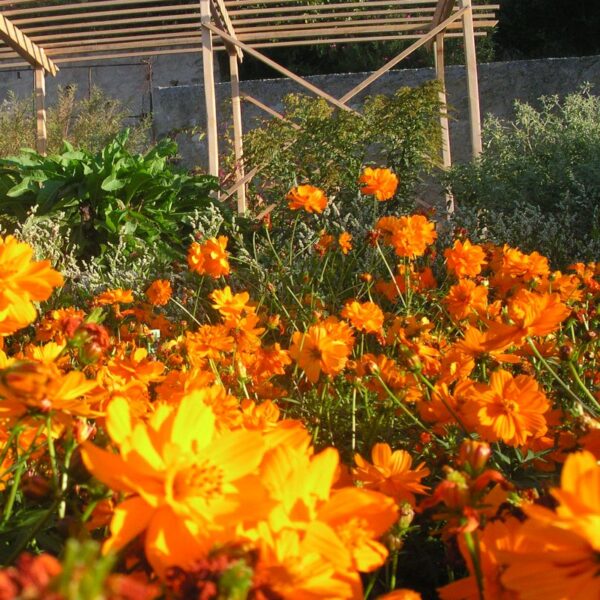 Cosmos sulfureux Cosmos sulfureux