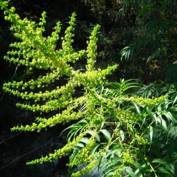 Datisca à feuilles de chanvre Datisca à feuilles de chanvre