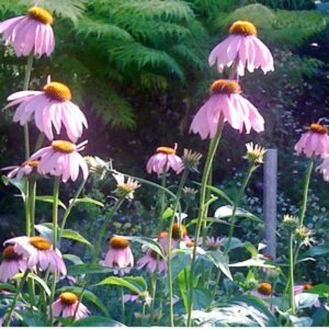 Echinacée pourpre