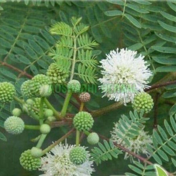 Extrait d'Acacia catechou - 200g