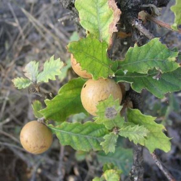 Extrait de noix de galle Extrait de noix de galle - 150g