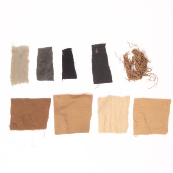 Extrait de noix de galle Noix de galle