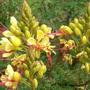 Flamboyant de Hyères