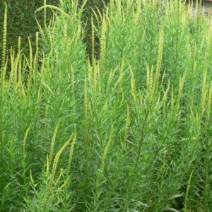 Gaude ou Réséda des teinturiers