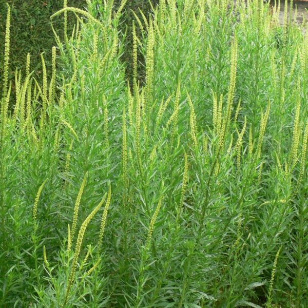 Gaude ou Réséda des teinturiers