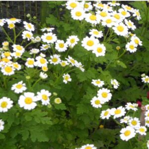 La grande camomille est une plante vivace idéale pour les sous-bois secs et ombragés, à floraison blanche estivale et feuillage aromatique.