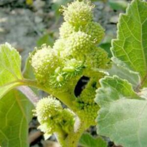 Fleurs jaunâtres d’une plante utilisée pour teinture jaune