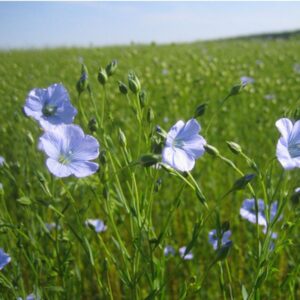 Plante à fibres d’1 m de hauteur avec fleurs bleu azur