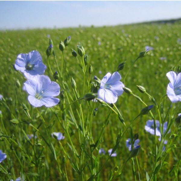 Plante à fibres d’1 m de hauteur avec fleurs bleu azur
