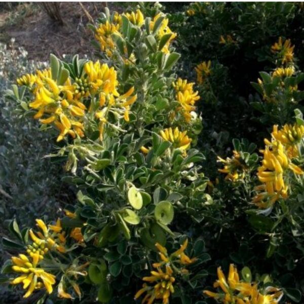 Fleurs de luzerne arborescente utilisées pour un colorant jaune
