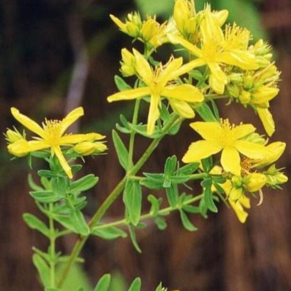 Millepertuis - 200g Millepertuis - 200g