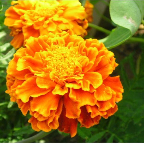 Fleurs d’une plante annuelle à croissance rapide, récoltées et séchées pour produire un colorant naturel jaune orangé.