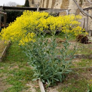 Feuilles du pastel des teinturiers récoltées pour fabriquer un colorant bleu indigo naturel.