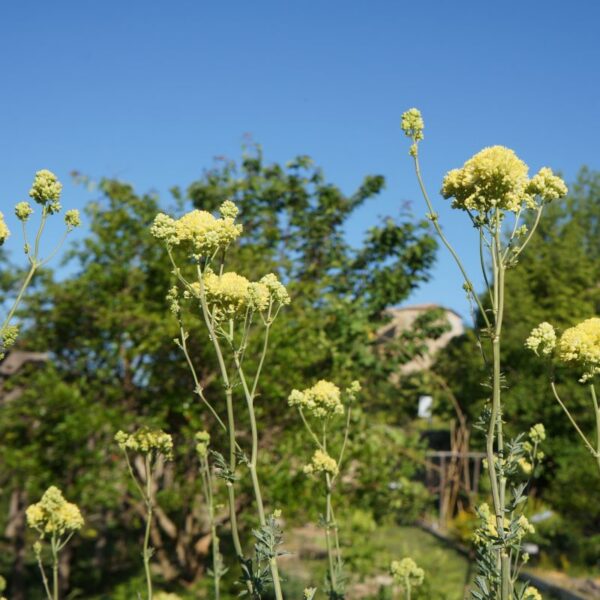 Racines jaune citron d’une plante vivace des zones humides, utilisées pour obtenir un colorant noir naturel avec des sels de fer.