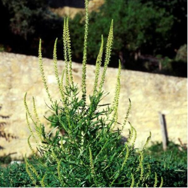 Réséda des teinturiers - 500g Réséda des teinturiers - 500g