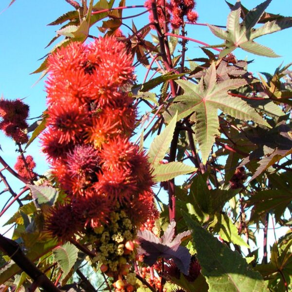Grande plante tropicale de ricin, à croissance rapide, utilisée pour produire de l’huile servant à fixer les colorants sur les fibres textiles.