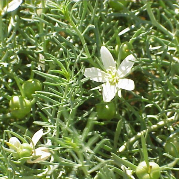 Rue de Syrie Rhizome et fleurs jaunes de la Rue de Syrie, plante vivace utilisée pour le pigment rouge « rouge turc » en teinture de laine.