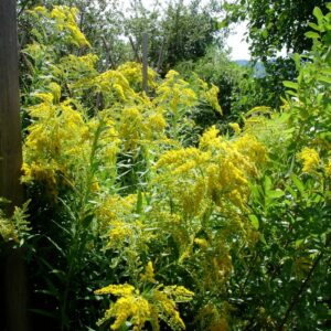 Solidago, plante vivace des bords de l’eau, produit des fleurs jaunes et une teinture dorée, connue pour ses propriétés cicatrisantes.