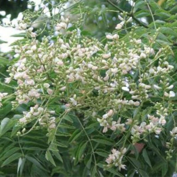 Sophora japonica Sophora japonica