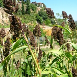 Sorgho rouge, plante africaine et 5ᵉ céréale mondiale, utilisée pour l’alimentation et pour teindre cuirs, calebasses et paniers artisanaux.