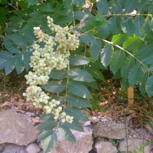 Le Sumac des corroyeurs est un arbuste méditerranéen à fleurs d’été, feuillage tannant et pigments naturels : écorce jaune à jaune-orangé, racines brun.