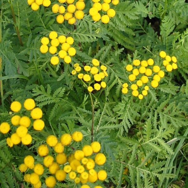 La tanaisie commune, plante vivace aromatique de 80 cm, forme une touffe dense ; fleurs et feuillage servent à des teintures jaune-vert