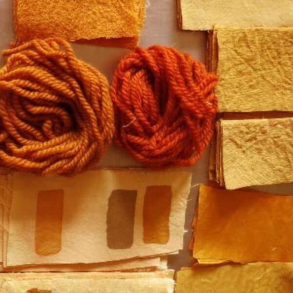 Cosmos sulfureux - 100g Cosmos sulfureux - 100g