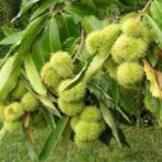 Extrait de châtaignier - 100g