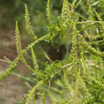 Extrait de réséda