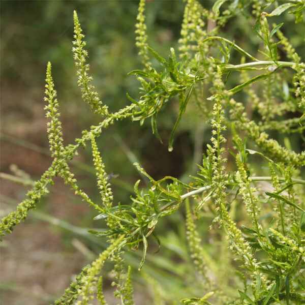 Extrait de réséda - 100g Extrait de réséda