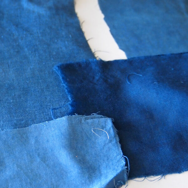 Indigo indien indigotier poudre