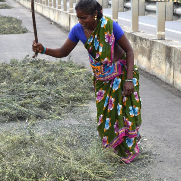 Indigo indien Indigo indien