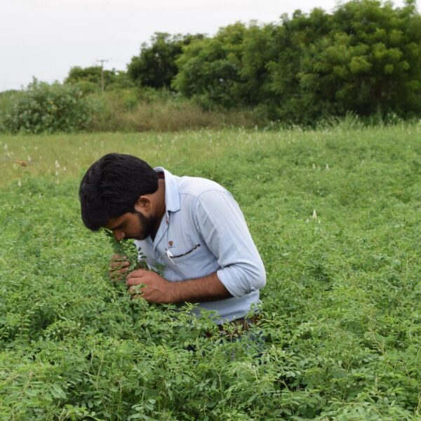 Indigo indien Indigo indien