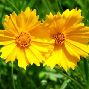 Coriope à grandes fleurs