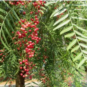 Faux poivrier des Andes