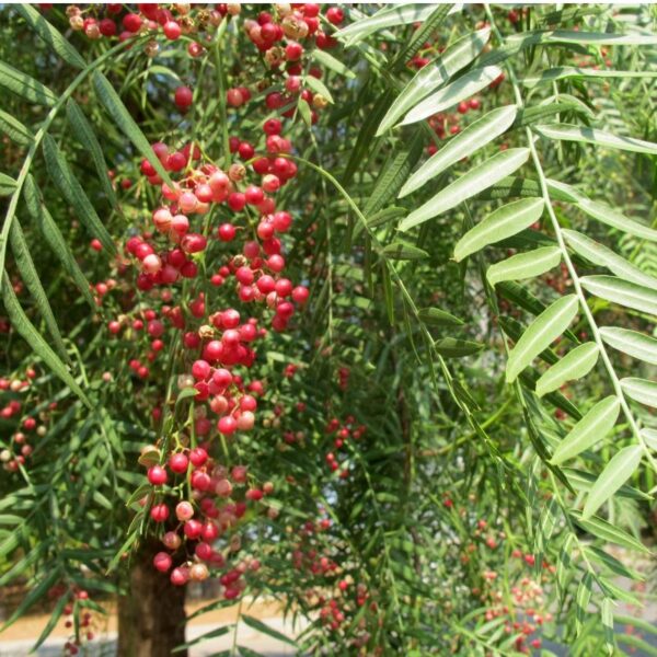 Faux poivrier des Andes