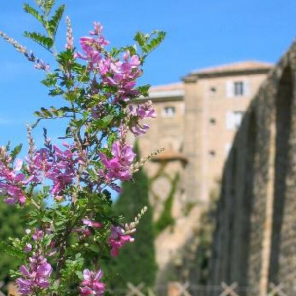 Indigo biologique français Indigo polygonum