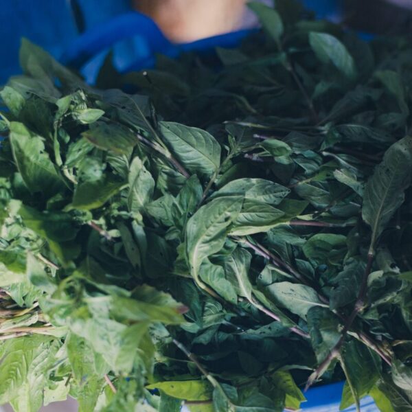 Formation Indigo extraction et utilisation - 3 jours